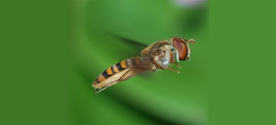 close up image of marmalade hoverfly in flight against green background