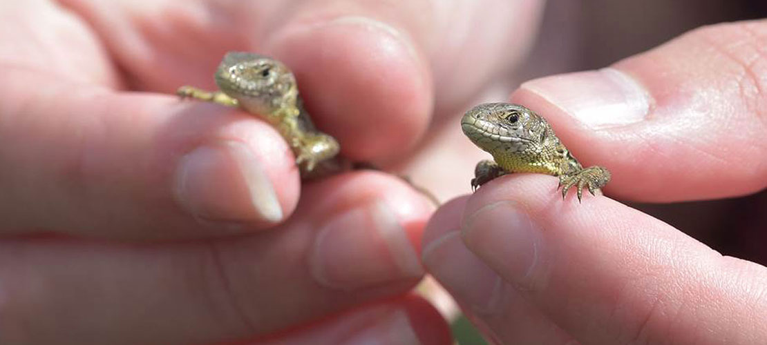 Close up of hands holding two tiny Sand lizards Marwell Wildlife