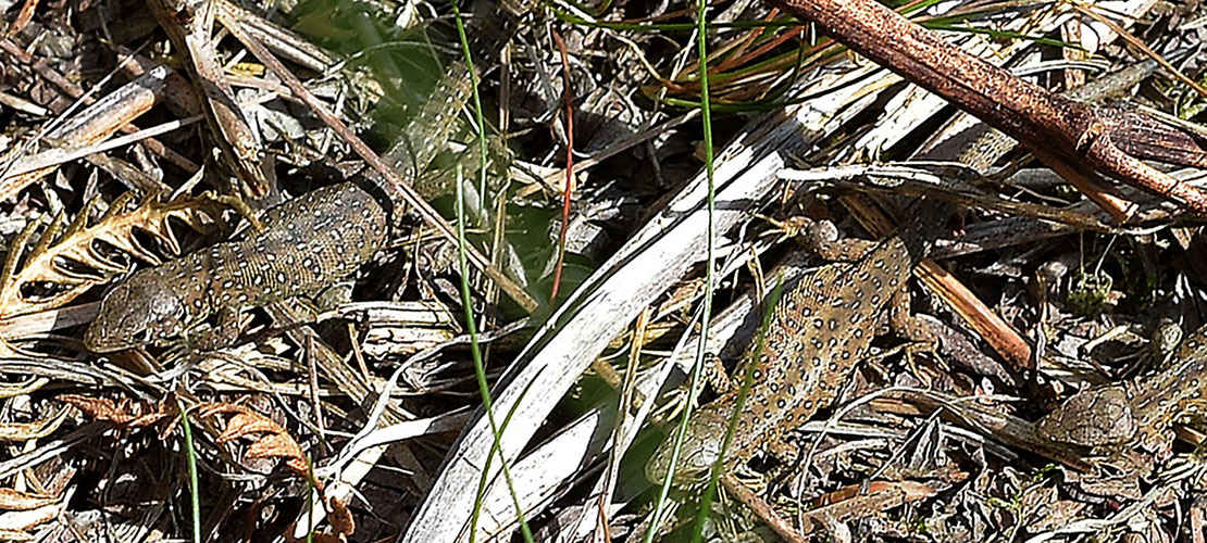 Two Sand lizards after release by Marwell Wildlife at Eelmoor Marsh